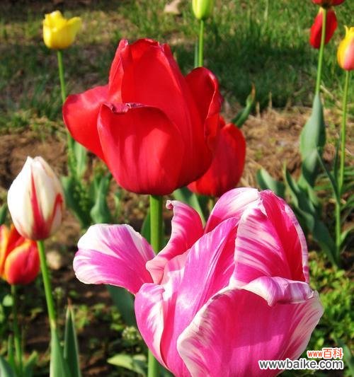 花开淡雅 粉郁金香