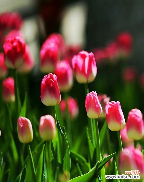 花开淡雅 粉郁金香