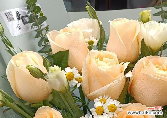 探寻玫瑰花语的起源与演变 玫瑰花语的意义与传承