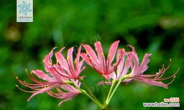 玫瑰石蒜之美与寓意 玫瑰石蒜的花语