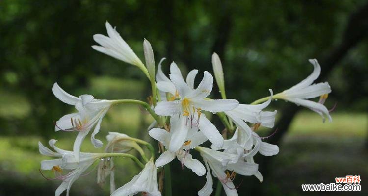 玫瑰石蒜之美与寓意 玫瑰石蒜的花语