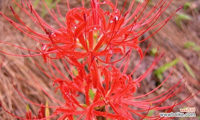 玫瑰石蒜之美与寓意 玫瑰石蒜的花语