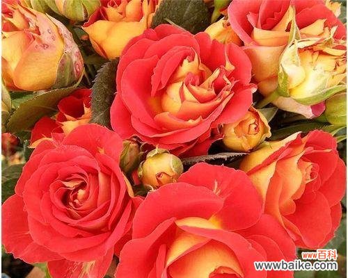 爱的芬芳永不凋谢 探寻玫瑰家庭的真谛