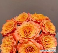 爱的芬芳永不凋谢 探寻玫瑰家庭的真谛