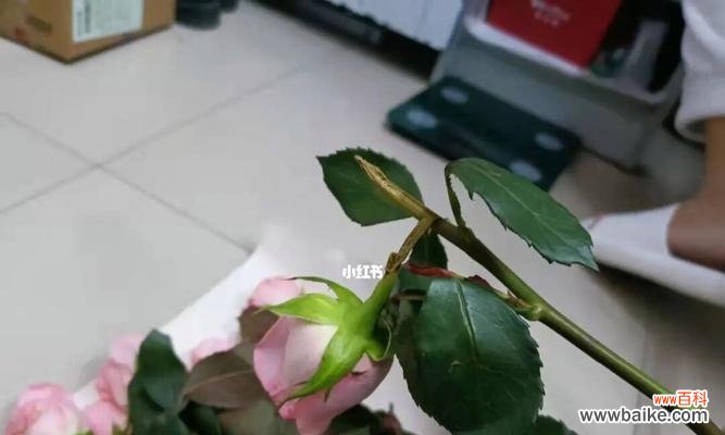 爱的芬芳永不凋谢 探寻玫瑰家庭的真谛