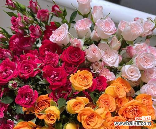 探索玫瑰花的世界 玫瑰花的品种及含义