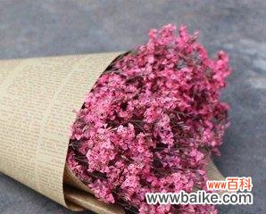 以玫瑰花和情人草探寻爱情的深层意义 花的寓意与爱情的象征