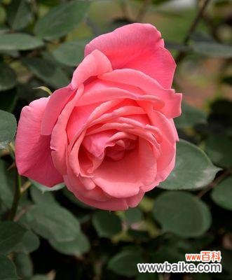 探索玫瑰花的世界 玫瑰花的品种和意义