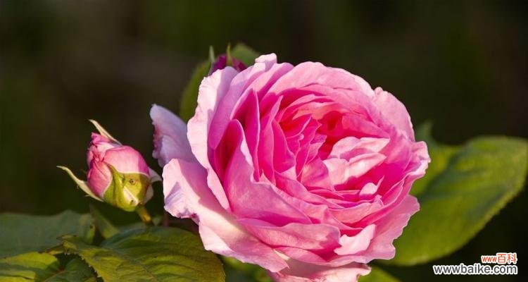 什么是以玫瑰花样的植物 玫瑰花样的植物——探索植物王国的多样性