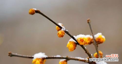 冰雪腊月 梅花先花后叶，凌寒独自开
