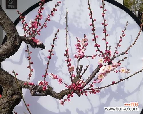 冰雪腊月 梅花先花后叶，凌寒独自开