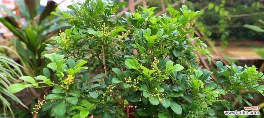 揭秘米兰花的花语与神秘历史 米兰花