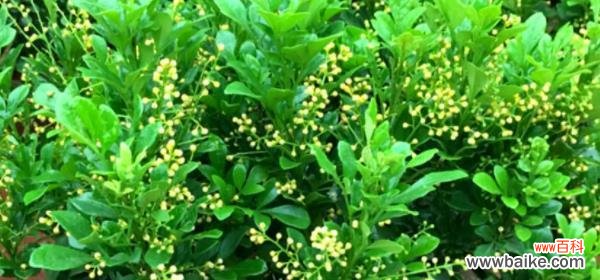 传递爱情与幸福的花朵——米兰花的花语解读 米兰花的花语与象征意义