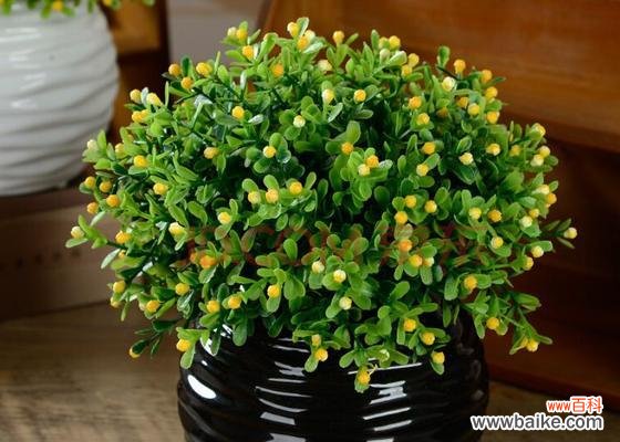 传递爱情与幸福的花朵——米兰花的花语解读 米兰花的花语与象征意义