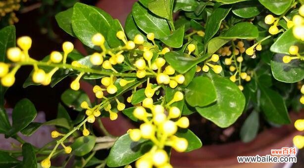 揭秘米兰花语的三大特点 米兰花之花语特点——深情浪漫的爱情花