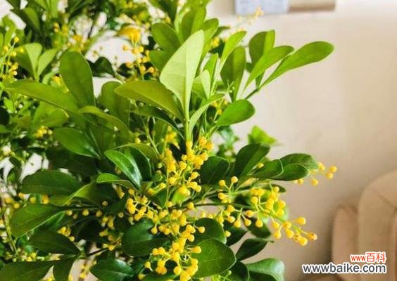 揭秘米兰花语的三大特点 米兰花之花语特点——深情浪漫的爱情花