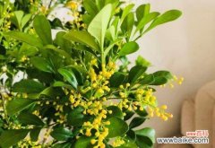 探寻米兰花背后的意义与价值 米兰花