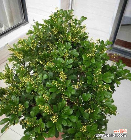 探寻米兰花背后的意义与价值 米兰花