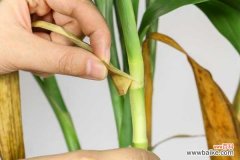 富贵竹冬天叶子发黄怎么办