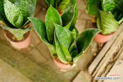 虎皮兰根烂了怎么救活