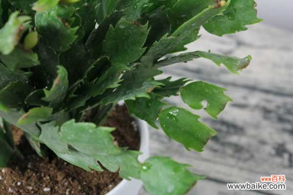 蟹爪兰黄叶是什么原因，用什么补救