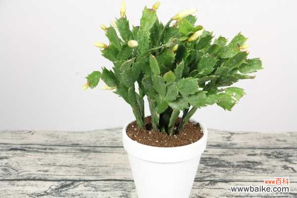 蟹爪兰黄叶是什么原因，用什么补救