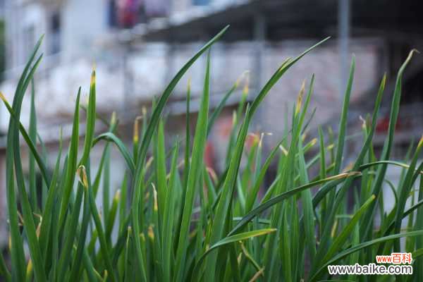 韭菜叶子发黄的原因，韭菜叶子发红还能吃吗