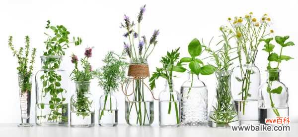 家里水培的植物总“烂根”,不知道原因?其实怪在“营养液”