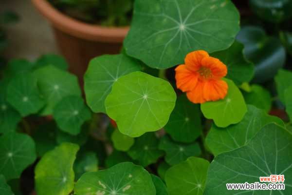 旱金莲叶子黄怎么补救