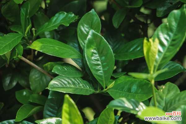 冬天栀子花叶子发黄