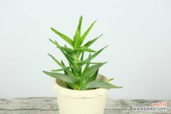 芦荟根部腐烂怎么救活