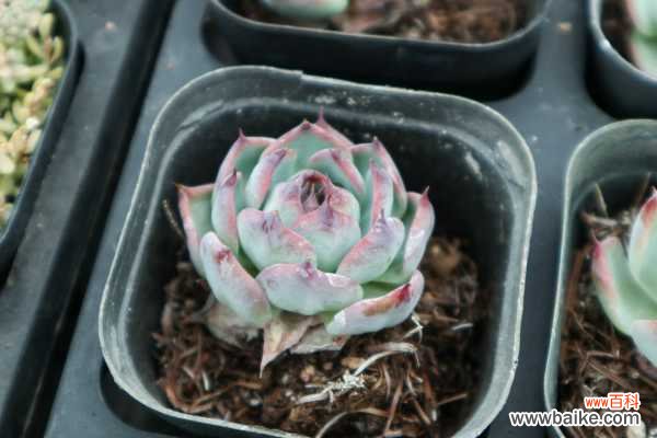 多肉植物烂根怎么办