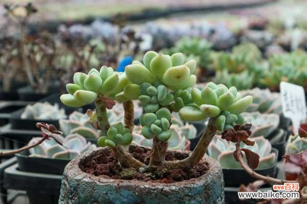 多肉植物烂根怎么办