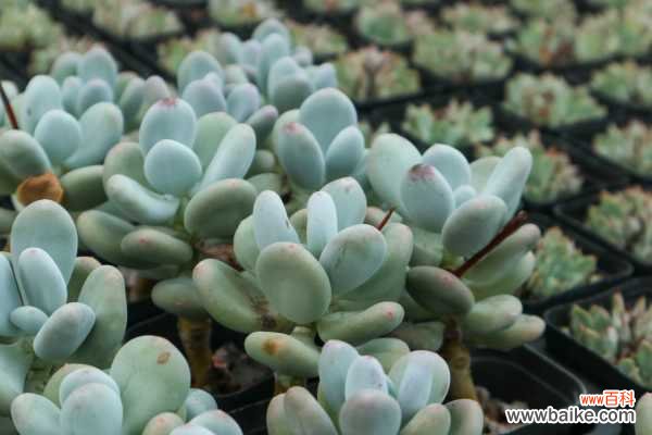 多肉植物烂根怎么办