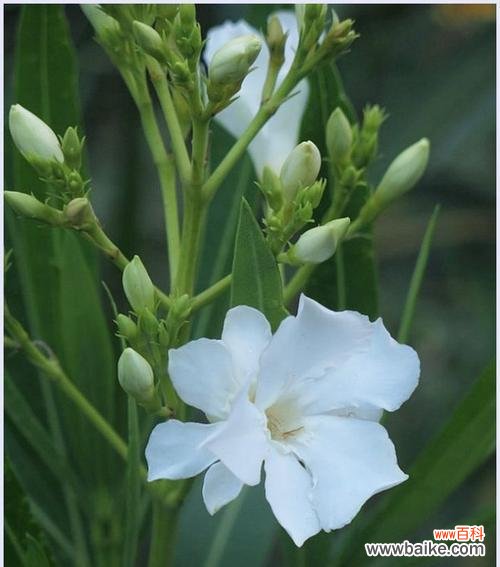 探寻花语中的神秘象征 揭秘夹竹桃花语