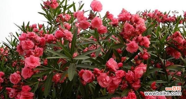 探寻花语中的神秘象征 揭秘夹竹桃花语