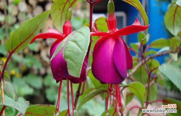 倒挂金钟花语的深刻寓意