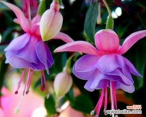 倒挂金钟花语的深刻寓意