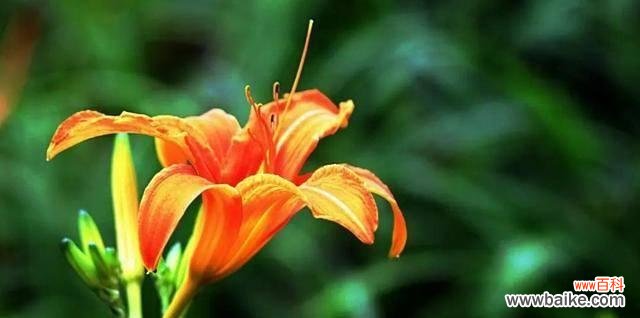 解析这种植物所蕴含的寓意及其文化价值 忘忧草代表什么意思？