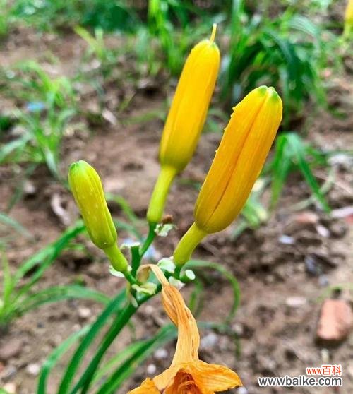 解析这种植物所蕴含的寓意及其文化价值 忘忧草代表什么意思？