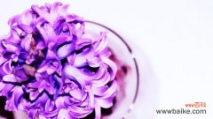 深情、浪漫、神秘 紫色风信子花语详解