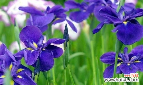 探秘茑尾花的意义与象征 茑尾花的花语