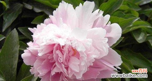 探寻牡丹花的花语及文化内涵,感受它蕴含的深刻意义 牡丹花语