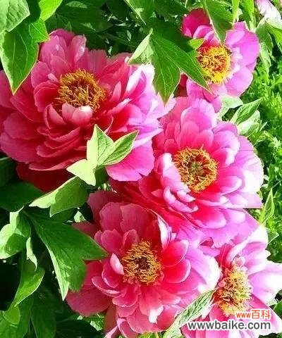 探寻牡丹花的花语及文化内涵,感受它蕴含的深刻意义 牡丹花语