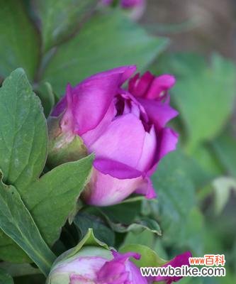 探寻牡丹花的花语及文化内涵,感受它蕴含的深刻意义 牡丹花语