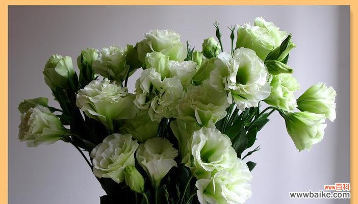 探究绿色洋桔梗的神秘花语与象征意义 绿色洋桔梗的花语与寓意