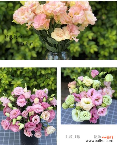 探究绿色洋桔梗的神秘花语与象征意义 绿色洋桔梗的花语与寓意