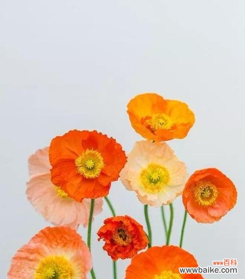 探寻松虫草的神秘和魅力 松虫草的花语与寓意