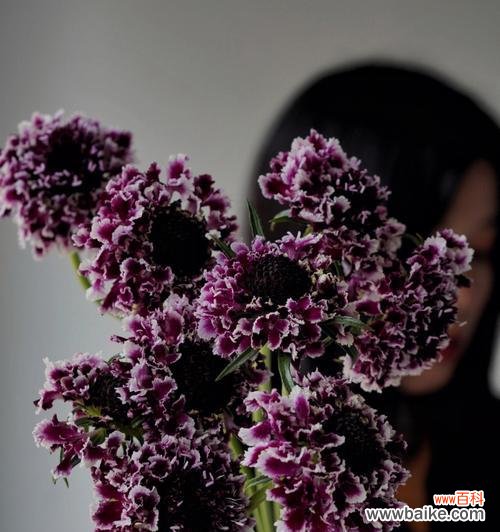 探寻松虫草的神秘和魅力 松虫草的花语与寓意