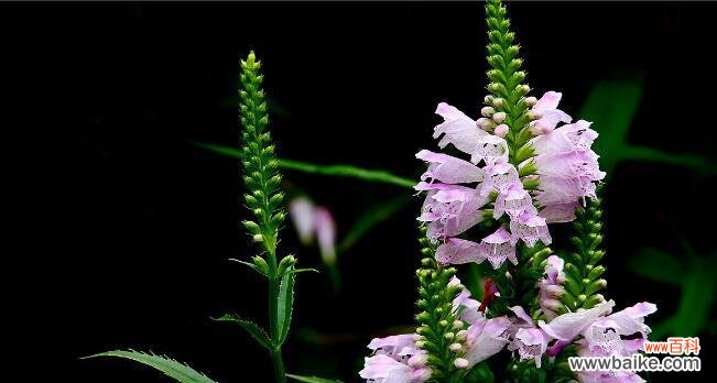 探究随意草的花语及其寓意 随意草的花语